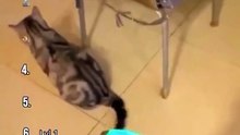 The Best Cat Core 🙀🙀🙀