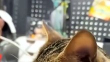 Funny Moment Sleeps Cat 😸😸😸