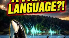 Every Orca Family Has Its Own Language 🐋