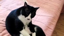 I'm So Tired 😸😸😸