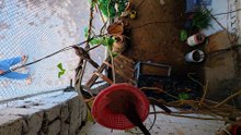 Peaceful Dove Nest Sounds For Relaxation your day
