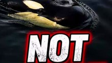 Orcas Aren’t Born to Hunt?! 😱❌