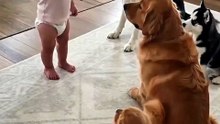 😂 لما الطفل يقرر يواجه أكبر كلب في البيت! 🐶