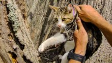 Missing Cat Found Crying In Tree Behind Her Own Home