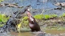 The Crocodile Made A FATAL MISTAKE Attacking This Baby Hippo!