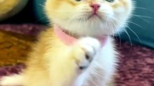 هذا القط الصغير سرق قلبي من أول نظرة! 🐱❤️