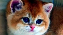 🥹 مستحيل تشوف هذا القط وما تبتسم! 🐱❤️