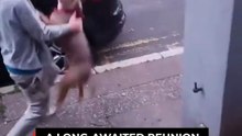 The Dog's INCREDIBLE Reunion With His Owner After Two Days Apart
