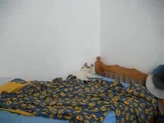 Chat fou !! lol