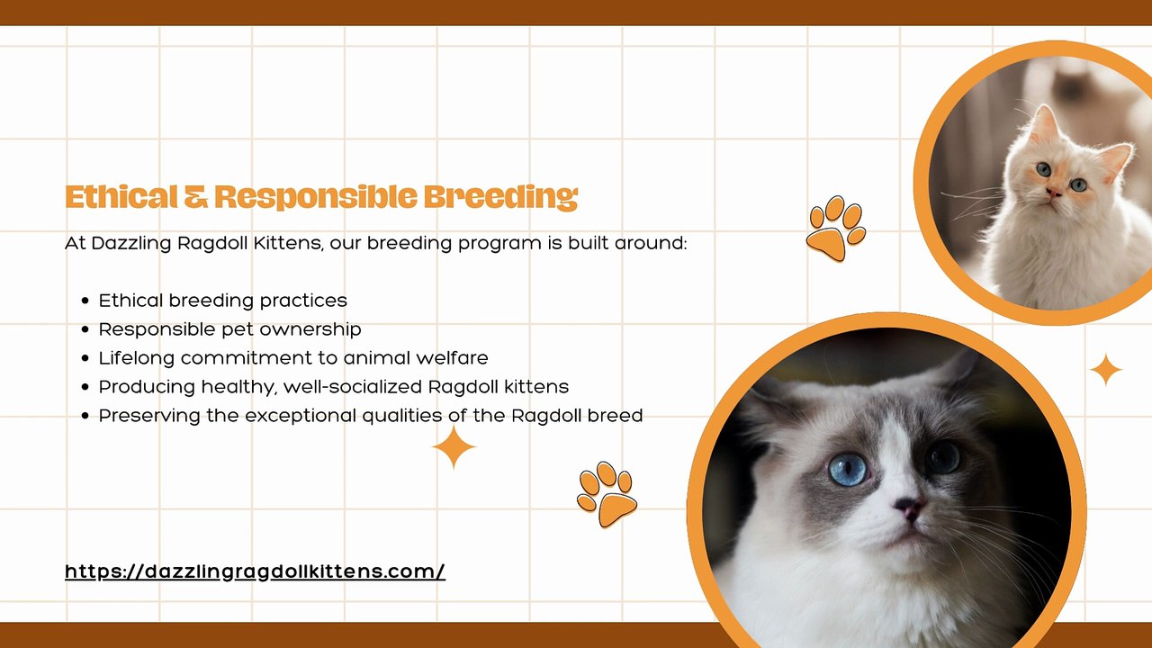 Family-Raised Ragdoll Kittens in Spokane, WA