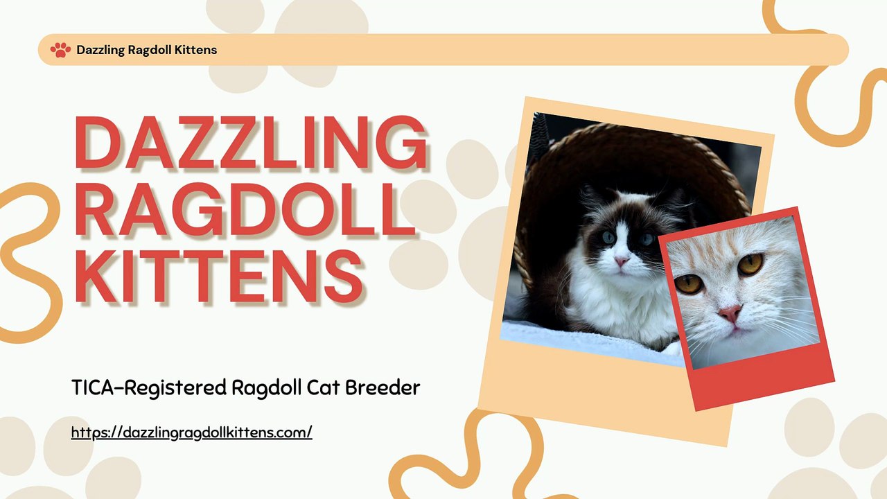 Healthy Ragdoll Kittens in Spokane, WA