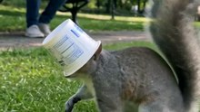 This squirrel found a new hat and fully committed 🐿️