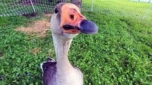 Tooey sings the song of her people. | #SparklegleamFarm #Tooey #homestead #Lemongrab #geese #farmanimals #UNACCEPTABLE #cute
