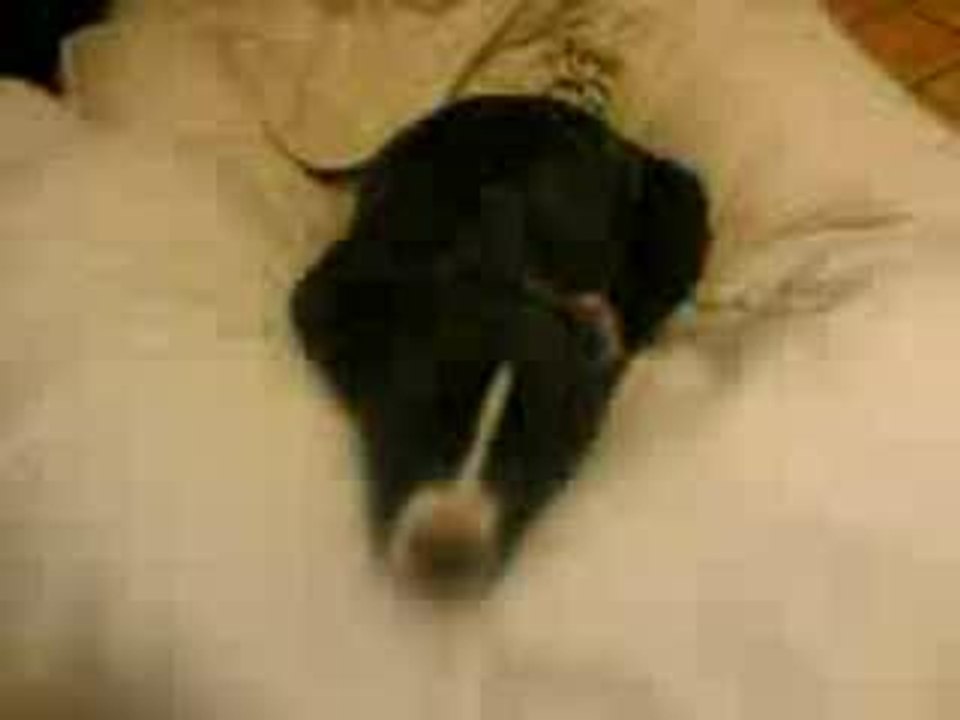 Sommeil de rat