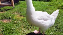 Lemonhope's curiosity is piqued as she checks out the Farm. | #SparklegleamFarm #Lemonhope #farm #geese #farmanimals #soft #cute