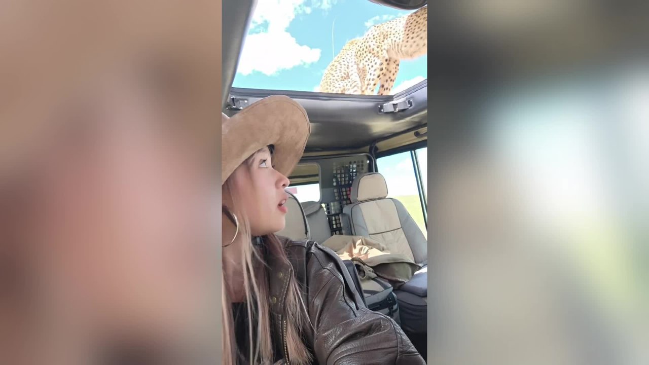 Cheetah Family Climbs Onto Safari Jeep in Incredible Wildlife Encounte