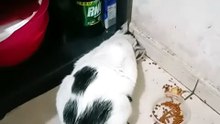 El #Gato Pernanca comiendo sus #croquetas #michi #felino #shorts #animales #mascotas
