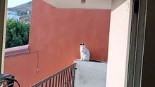 el #gato pernanca viendo el amanecer en el balcon en tijuana #shorts #michi #animales #mascotas