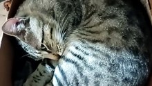 El #Gato chamacorron descansando bien agusto en su caja de carton que tanto le gusta #shorts