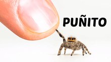 Cómo logré hacerme amigo de una arañita