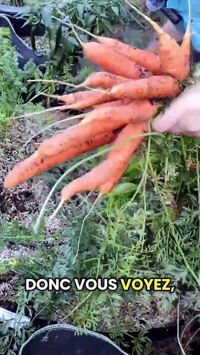 Récolte de carottes en sac + enchaînement avec...