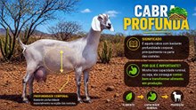 O Segredo dos 6 Litros A Morfologia Funcional das Cabras Ânglo Nubianas de Elite  6 liters of milk