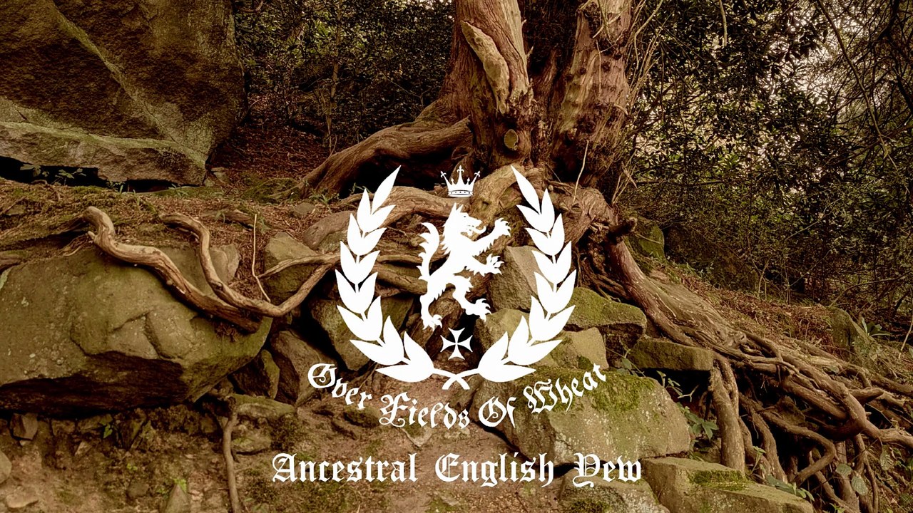 Over Fields Of Wheat - Ancestral English Yew