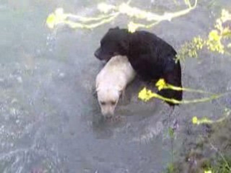 dans l'eau