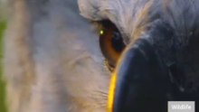 WATCH UNTIL THE END! This Animal’s Reaction Is Unbelievable! 😳🐒