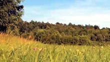 What does a meadow sound like in summer