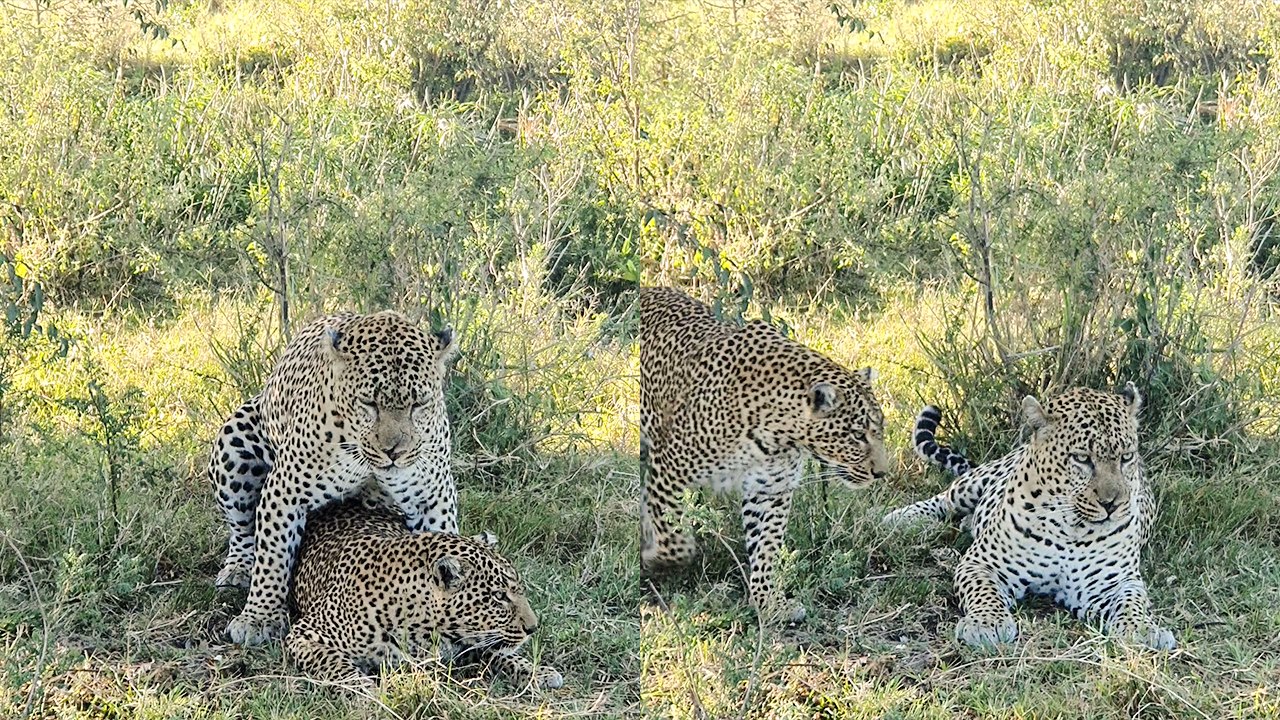 Shocking Footage of Leopards' Intense Mating Ritual in Kenya