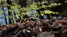 Do you like a hammock in the forest