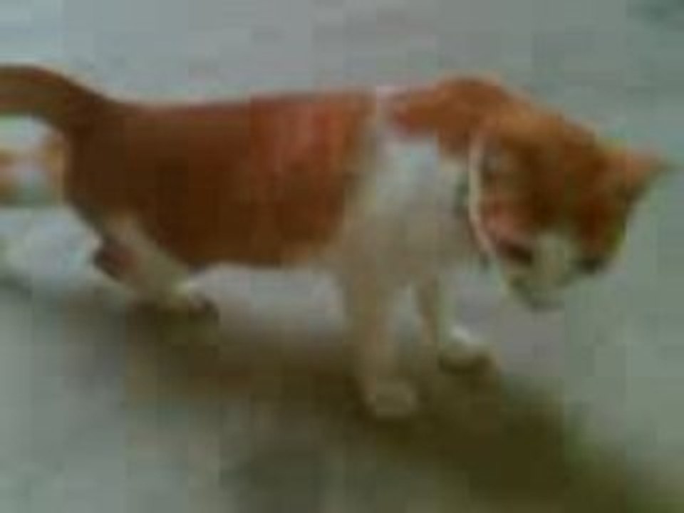 Morning cat 8