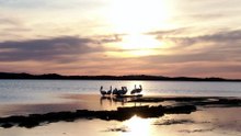 Battle for survival looms for South Australia's pelicans as bird flu advances