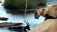 Breathtaking Safari Video Of Lionesses Trapping An Antelope At A Bridge Ledge And Hauling It From Water