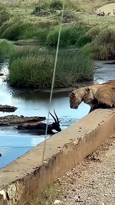 Breathtaking Safari Video Of Lionesses Trapping...