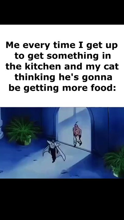 Having a cat be like:
