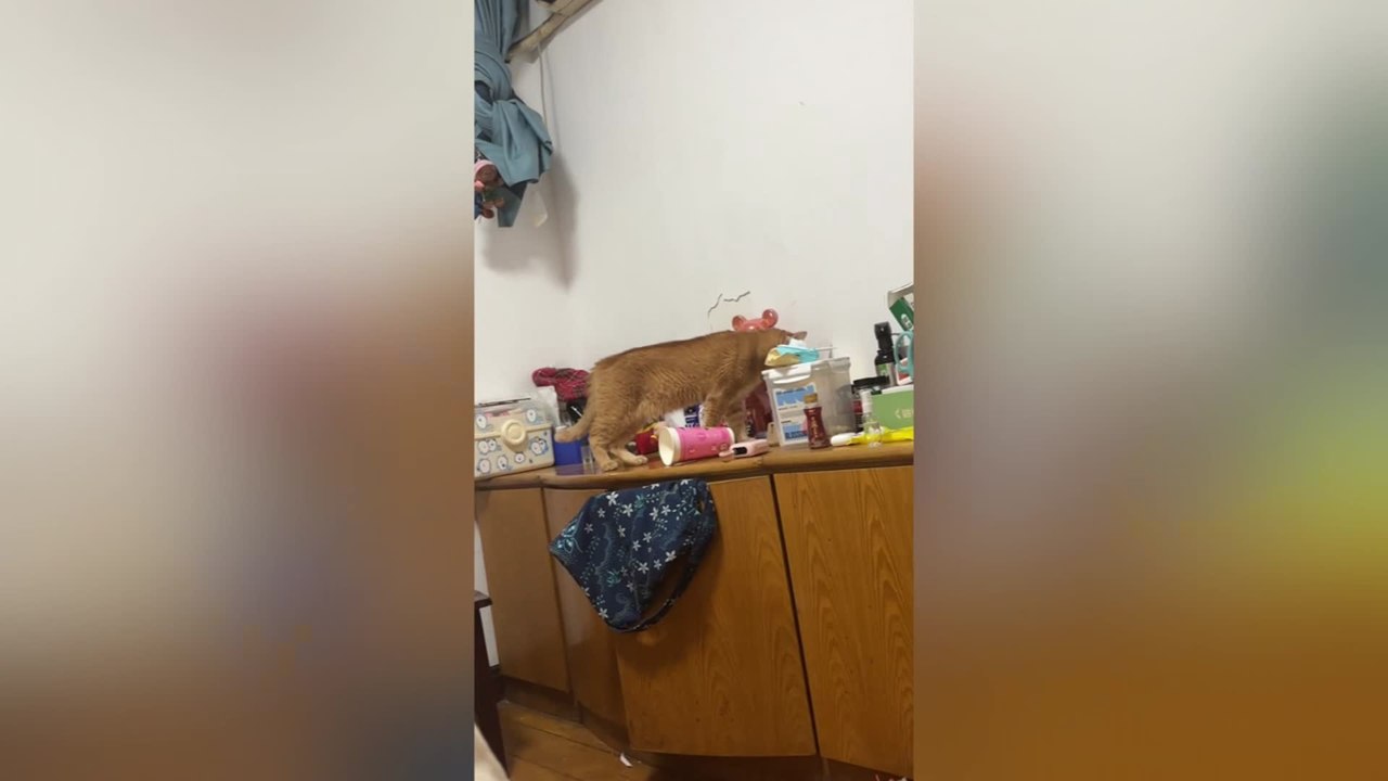 Curious Cat Gets Paper Cup Stuck on Its Head
