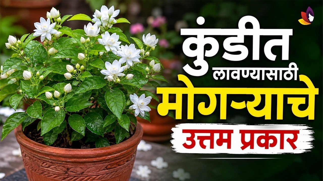 घरी कुंडीत किंवा बागेत लावता येणारे मोगऱ्याचे मुख्य प्रकार खालीलप्रमाणे आहेत | Mogra Plant