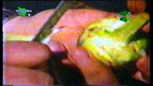 Antenna verde. Programma di agricoltura. Febbraio 1987. Trasmessa da Toscana TV