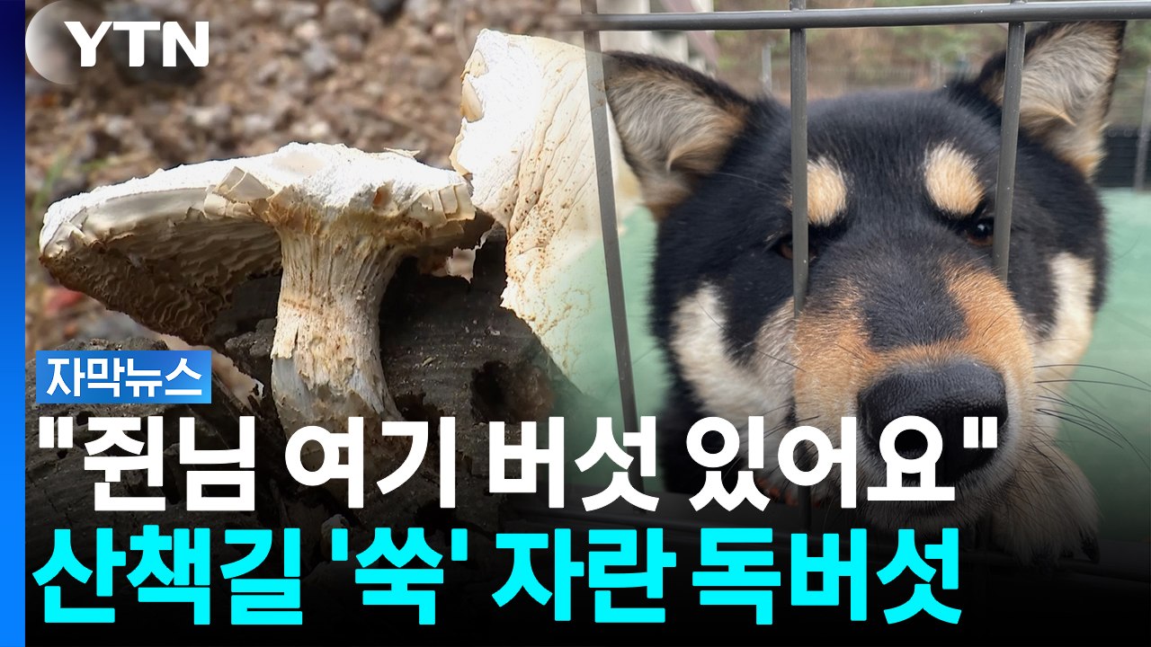 비 온 뒤 숲길에 '독버섯' 우르르...반려견 산책 초비상 [자막뉴스] / YTN
