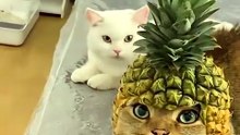Top Amazing Moments 💯🔥 Funny pets video!