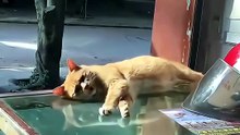 Top Amazing Moments 💯🔥 Awesome Videos funny cats 001