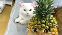 Funny Pets 💯 Top Amazing Moments. cute and funny video