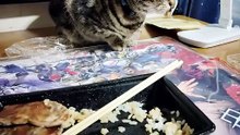 ほっともっとのビーフカットステーキ重が気になるミア