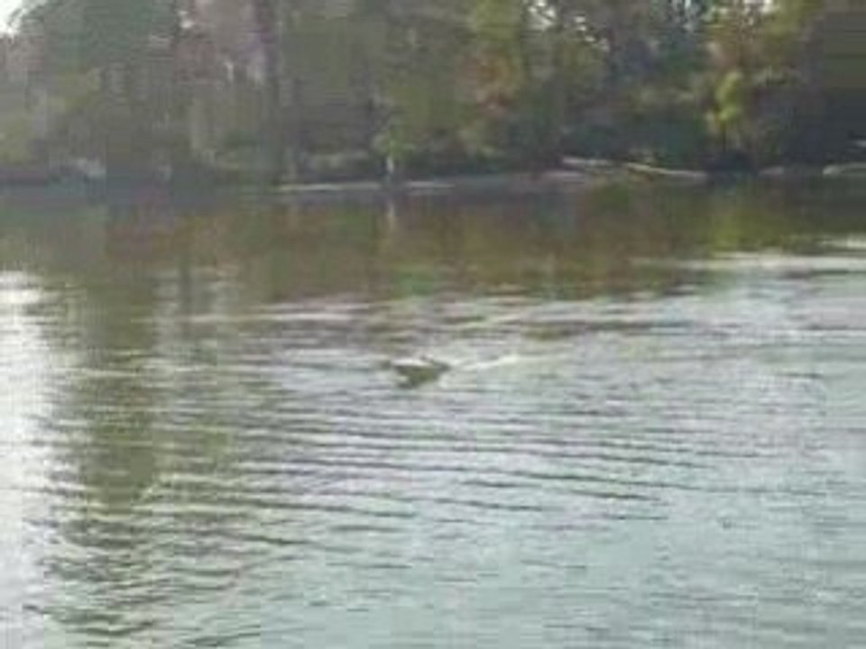 Goldenjet bateau turbine