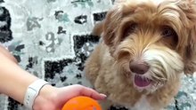 Cheerble Wicked Ball AIR – Smart Interactive Dog Toy