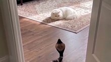 Smart Sensing Snake Cat Toy – Interactive Electronic Robot Snake with Remote & Obstacle Detection, USB Rechargeable Toy for Cats & Dogs