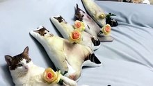 Creative art designs nature