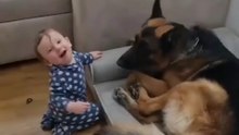 🤣🤣Funny German Shepherd dogs 🐕#cute#Getman Shepherd 🐾🐾🐾#german Shepherd reels🐾🐾🐾#viral vedio #viralvedio on daily motion channels